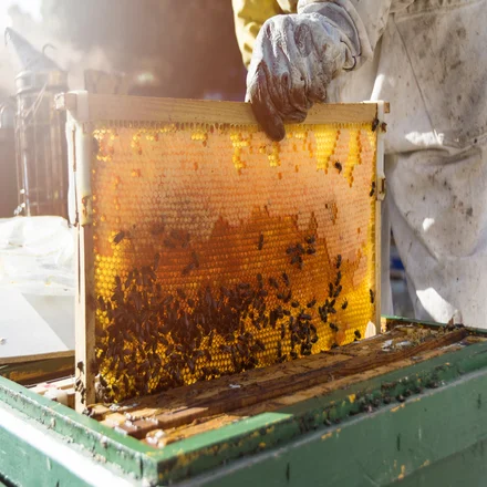 نمونه کندو عسل طبیعی کوردستان